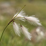Cotton Grass, Feathery white seed heads