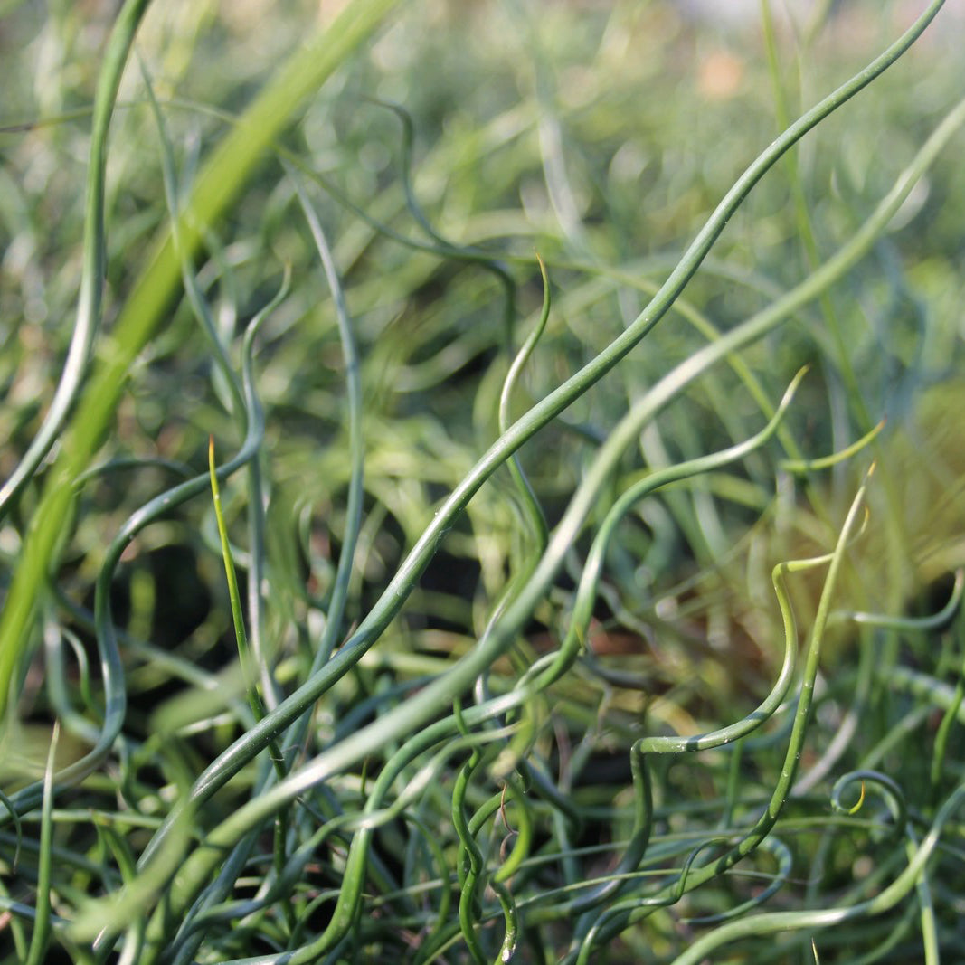 Corkscrew rush | Juncus effusus var. spiralis