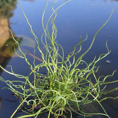 Corkscrew rush | Juncus effusus var. spiralis