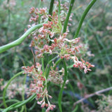 Corkscrew rush | Juncus effusus var. spiralis