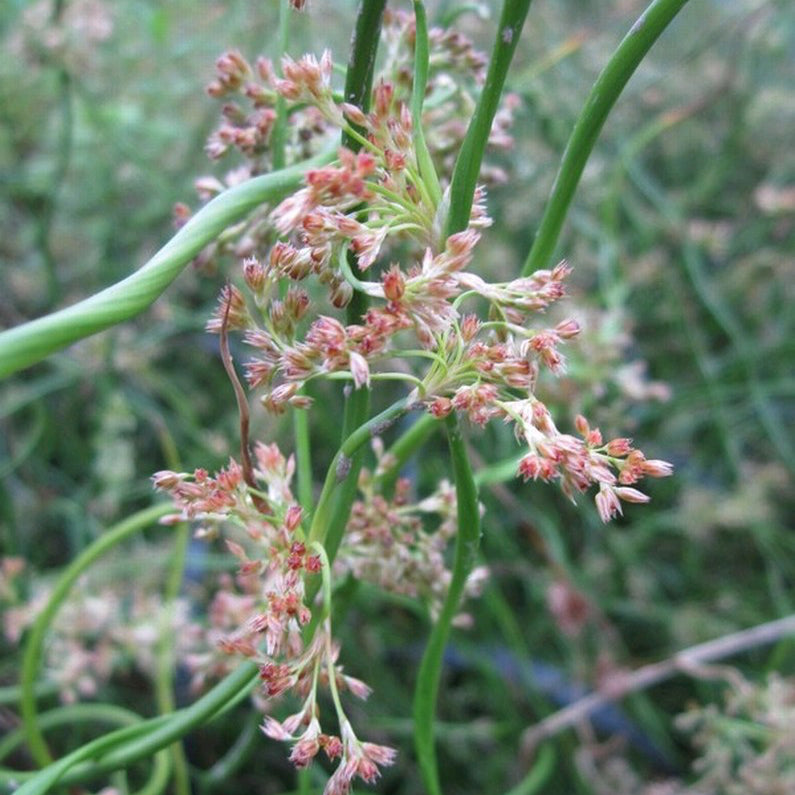 Corkscrew rush | Juncus effusus var. spiralis