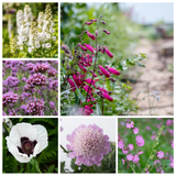 Cottage Garden Collection