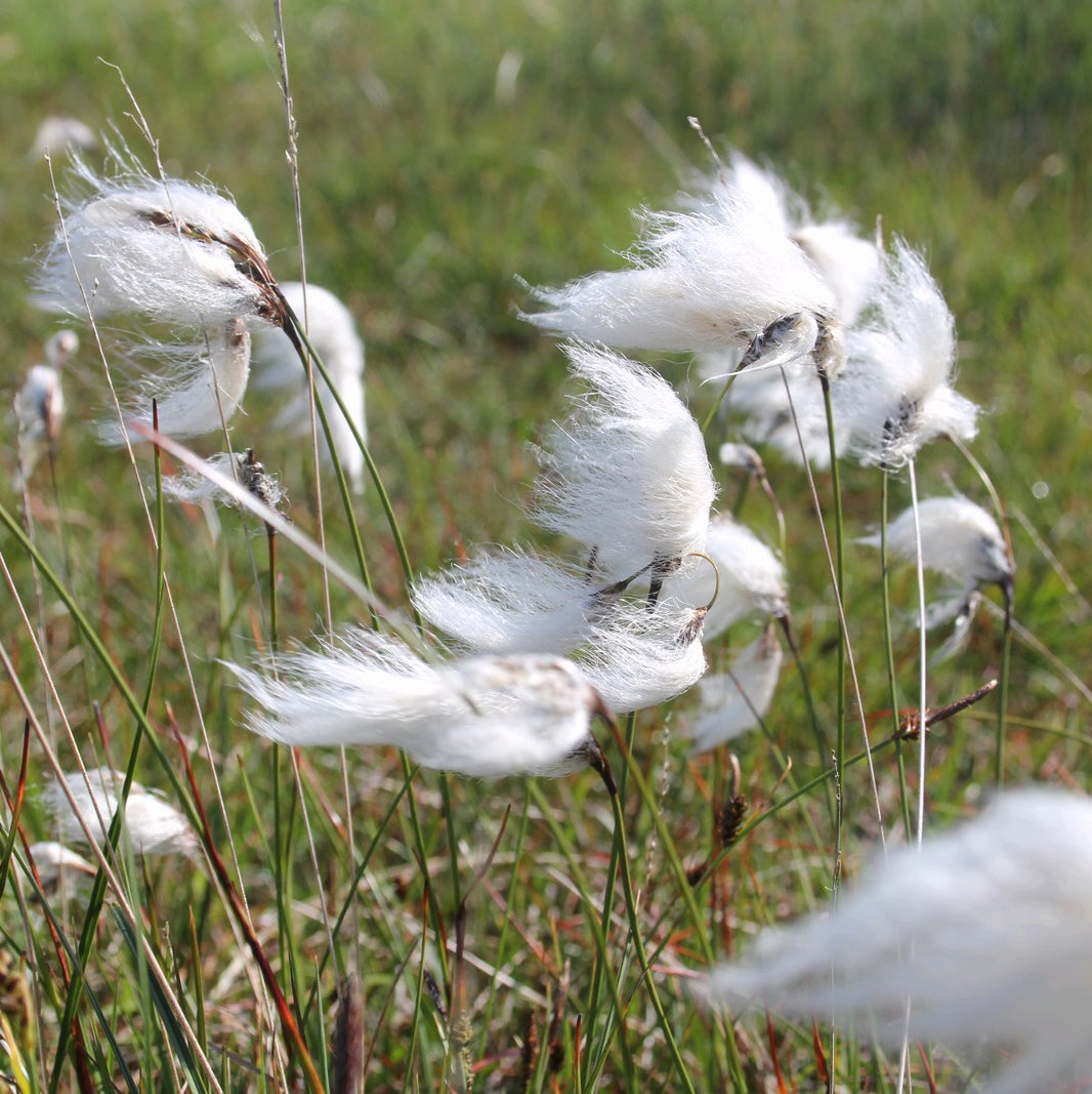 Cotton Grass-(Eriphorum angustifolium)