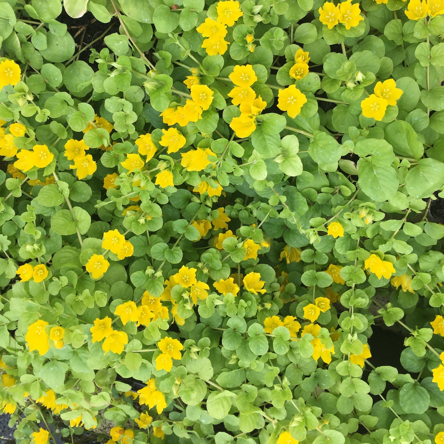 Creeping Jenny | Lysimachia nummularia