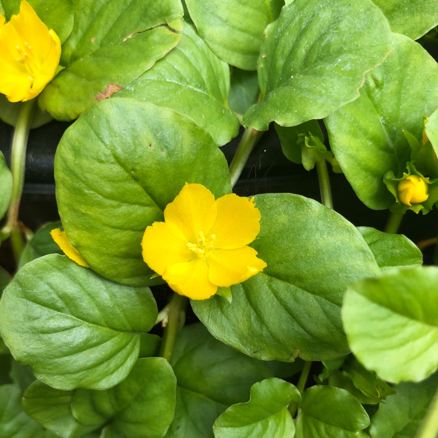 Creeping Jenny | Lysimachia nummularia