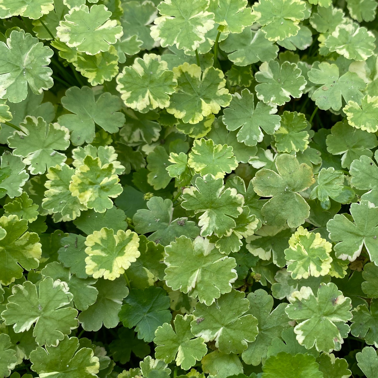 Crystal Confetti-(Hydrocotyle sibthorpiodes variegata)