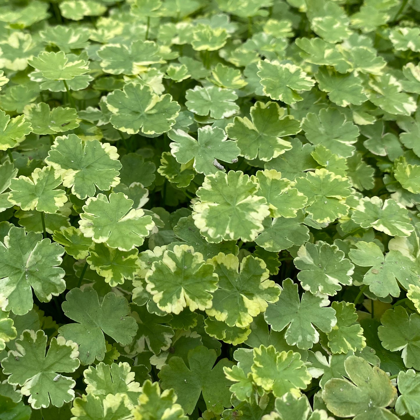 Crystal Confetti-(Hydrocotyle sibthorpiodes variegata)