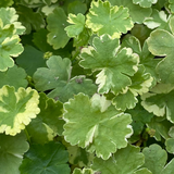 Oxygenator Pond Plant Pack