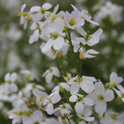 Cuckoo Flower-(Cardamine pratensis)