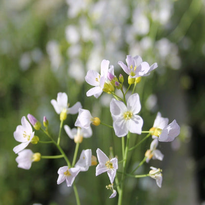 Cuckoo Flower-(Cardamine pratensis)