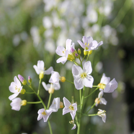 Cuckoo Flower | Cardamine pratensis