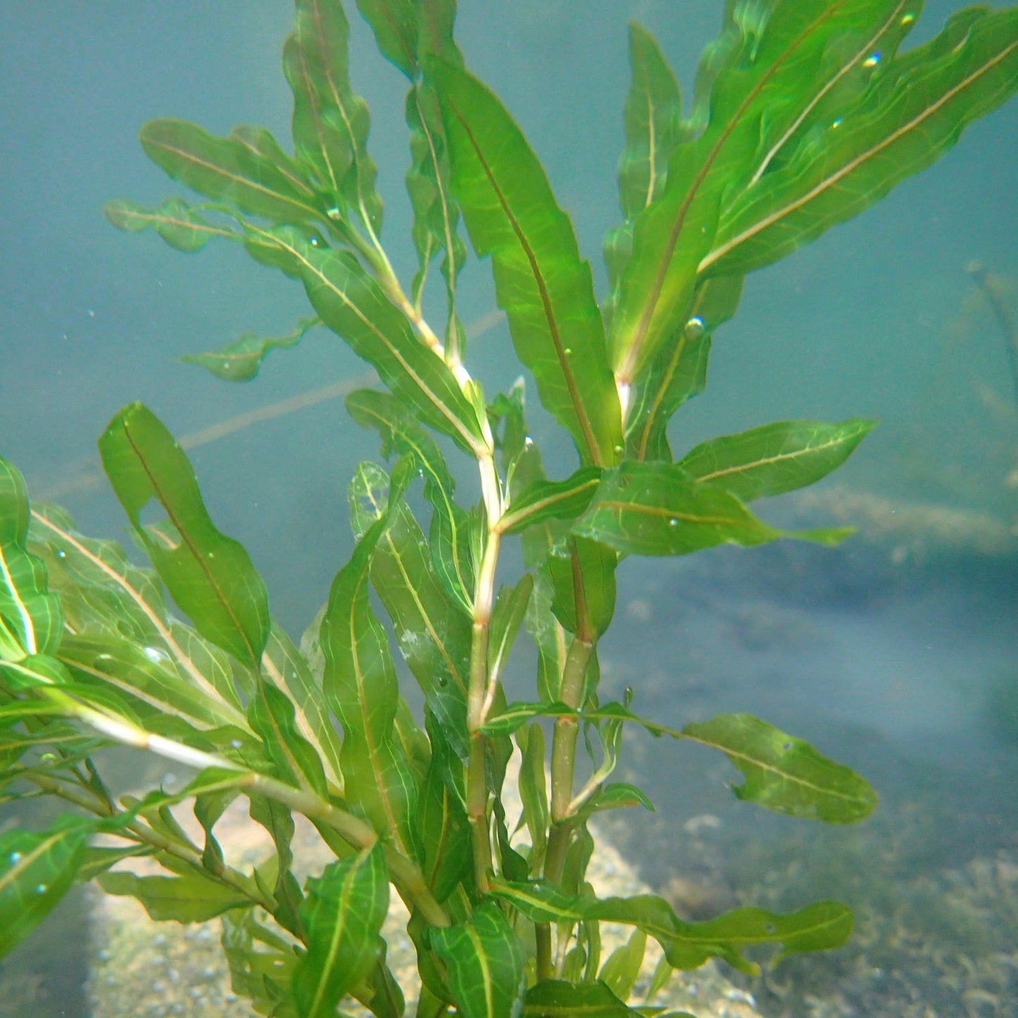 Curly Pondweed | Potamogeton crispus