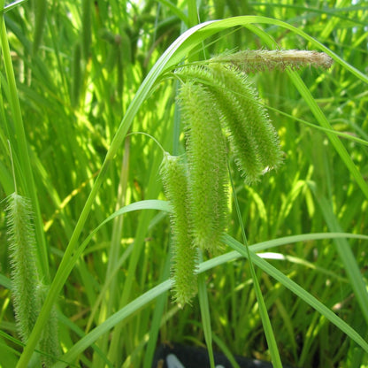 Cyperus Sedge | Carex pseudocyperus