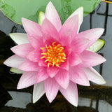 Darwin Waterlily