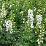 Delphinium Collection
