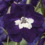 Delphinium Collection
