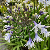 Agapanthus Collection