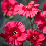 Dianthus Cocktail Collection