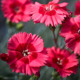 Rockery Plant Collection