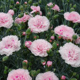 Dianthus Scent Collection