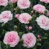 Rockery Plant Collection