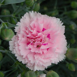 Dianthus Scent Collection