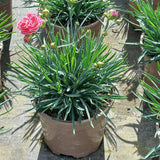 Dianthus Scent Collection