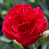 Dianthus Scent Collection