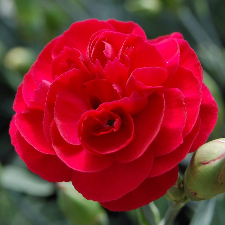 Dianthus Scent Collection