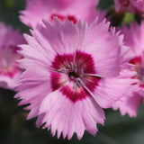 Dianthus Cocktail Collection