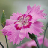 Dianthus Cocktail Collection