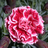 Dianthus Scent Collection