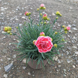 Dianthus Scent Collection