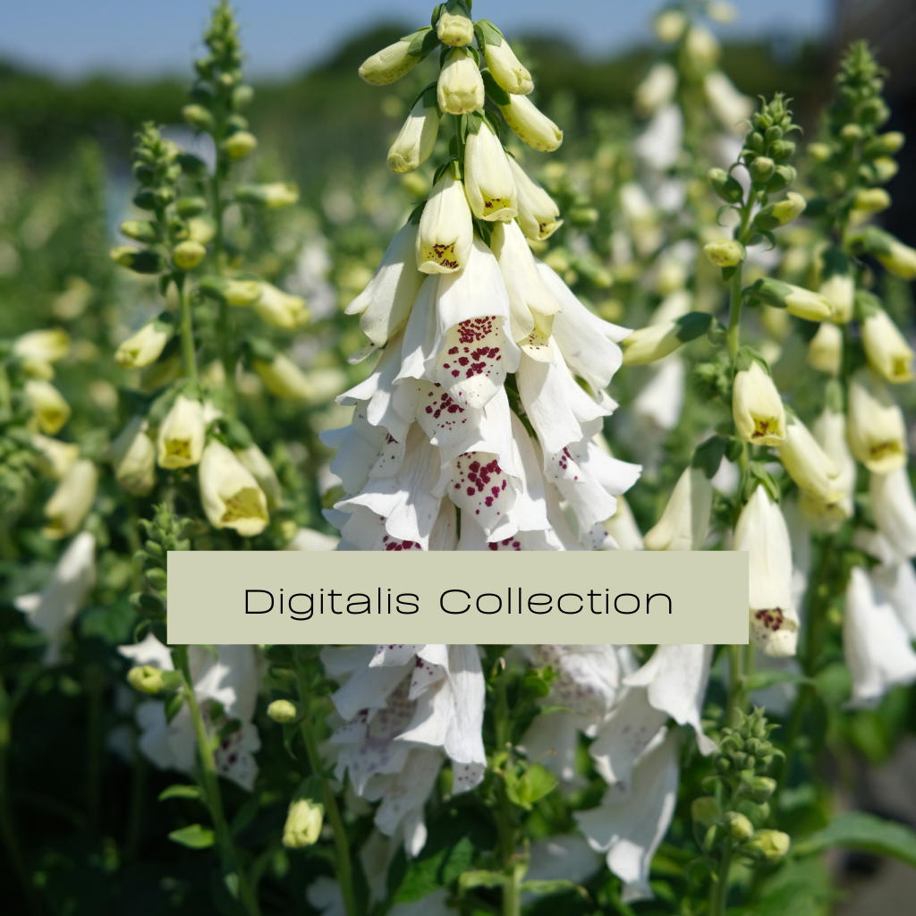 Digitalis Collection Image showing White Foxglove - Plants for Ponds