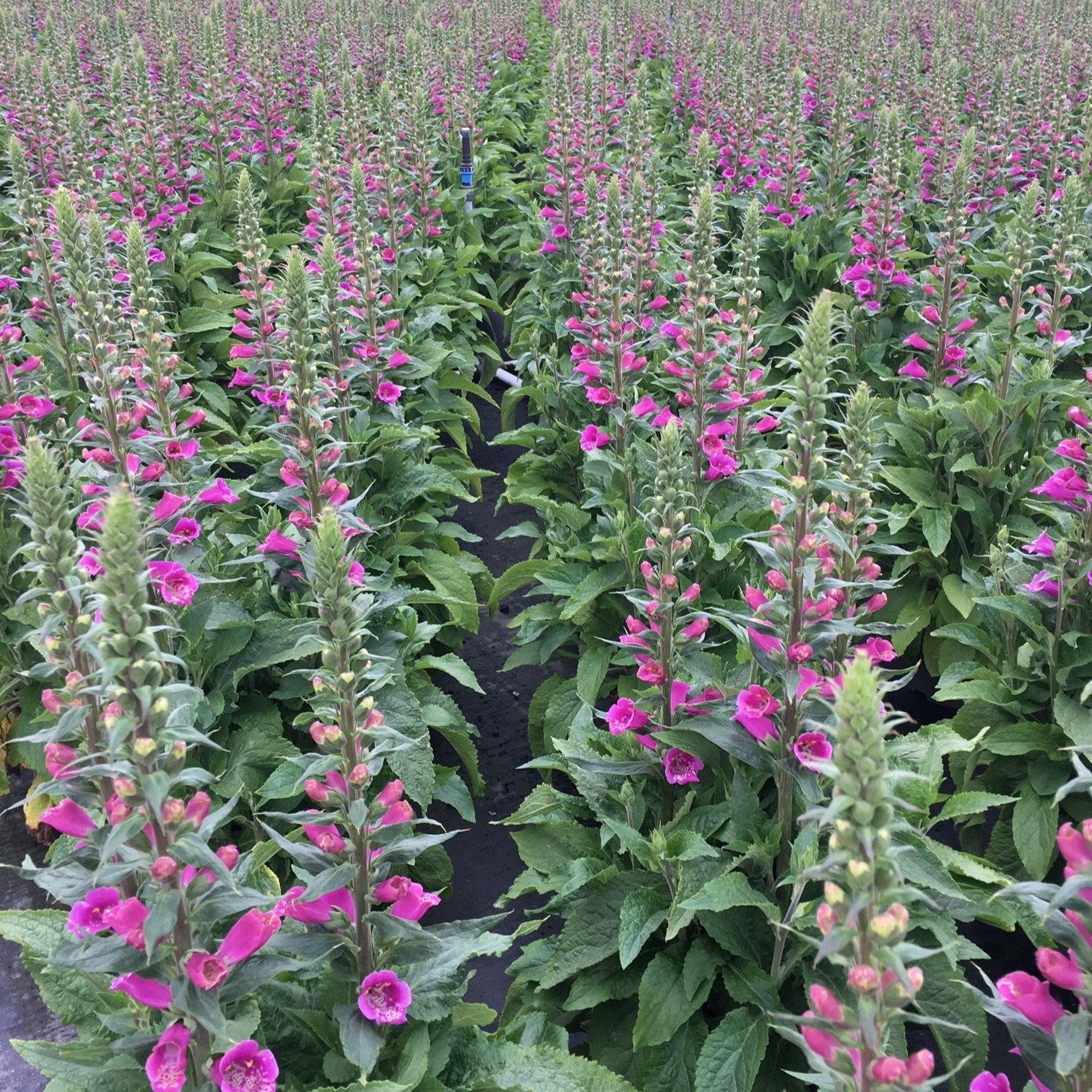 Purple Foxglove (Digitalis)