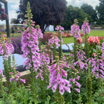 Pink Foxglove (Digitalis Dalmation Rose)