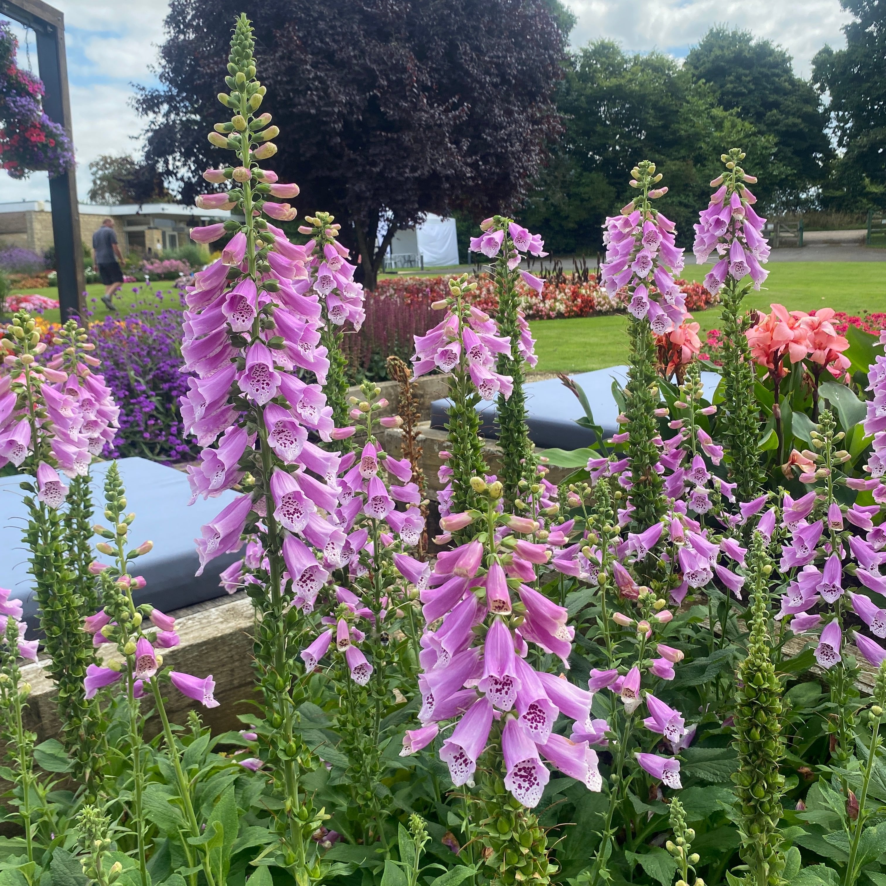 Pink Foxglove (Digitalis Dalmation Rose)