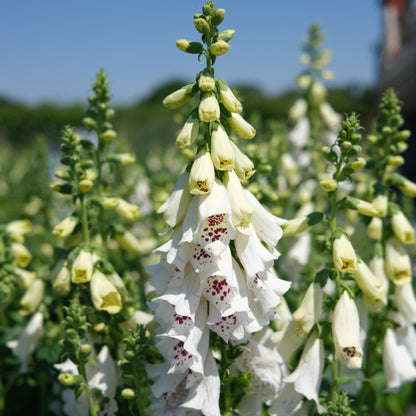 White Foxglove (Digitalis Dalmatian White)