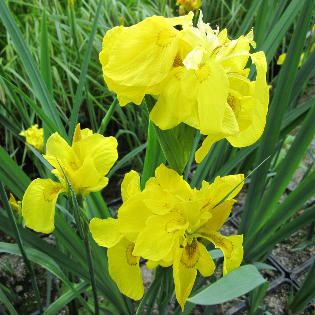 Double Yellow Flag-(Iris pseudacorus 'Flore Pleno')