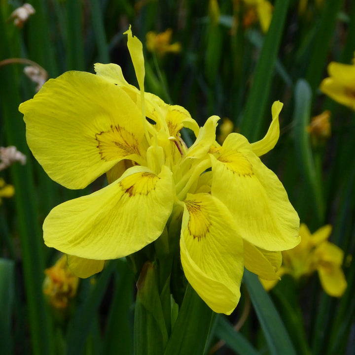 Double Yellow Flag-(Iris pseudacorus 'Flore Pleno')