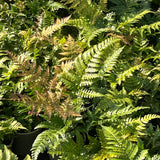 Fern - Dryopteries-Erythrosora - Part of Fern Collection, Plants for Ponds