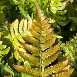 Fern - Dryopteris-Erythrosora - Part of Fern Collection, Plants for Ponds