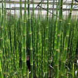 Dutch rush | Equisetum hyemale