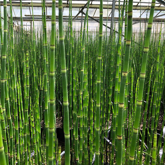 Dutch rush-(Equisetum hyemale)