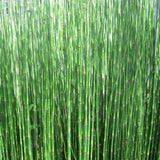 Dutch rush | Equisetum hyemale
