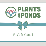 eGift Card