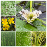 Early Season Pond Value Collection