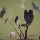 Elephant Ear | Colocasia rubra Black Magic