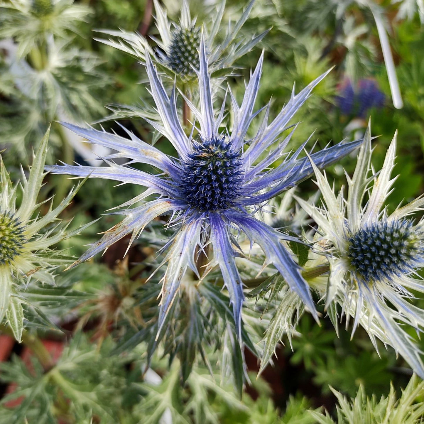 Eryngium Blue Flower Perennial - Plants for Ponds