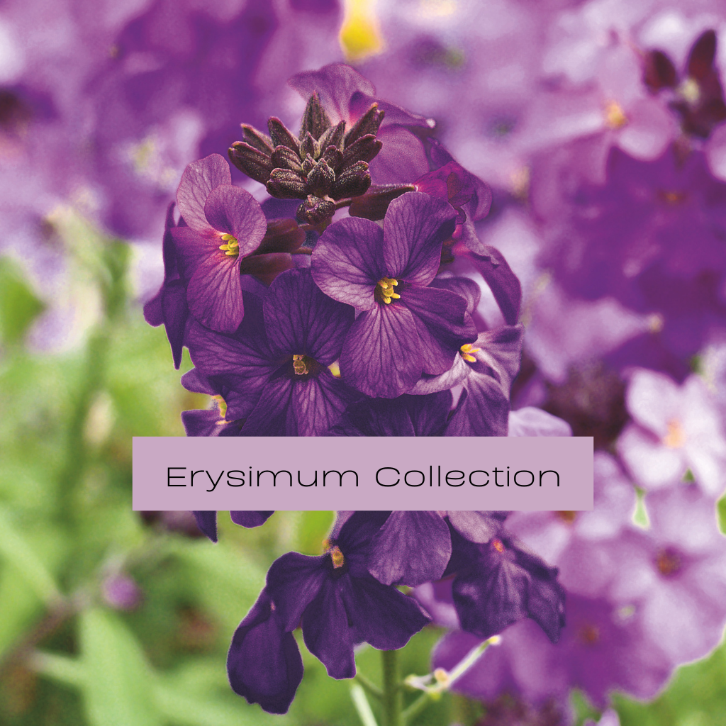 Erysimum Collection | Fragrant Colourful Flowers